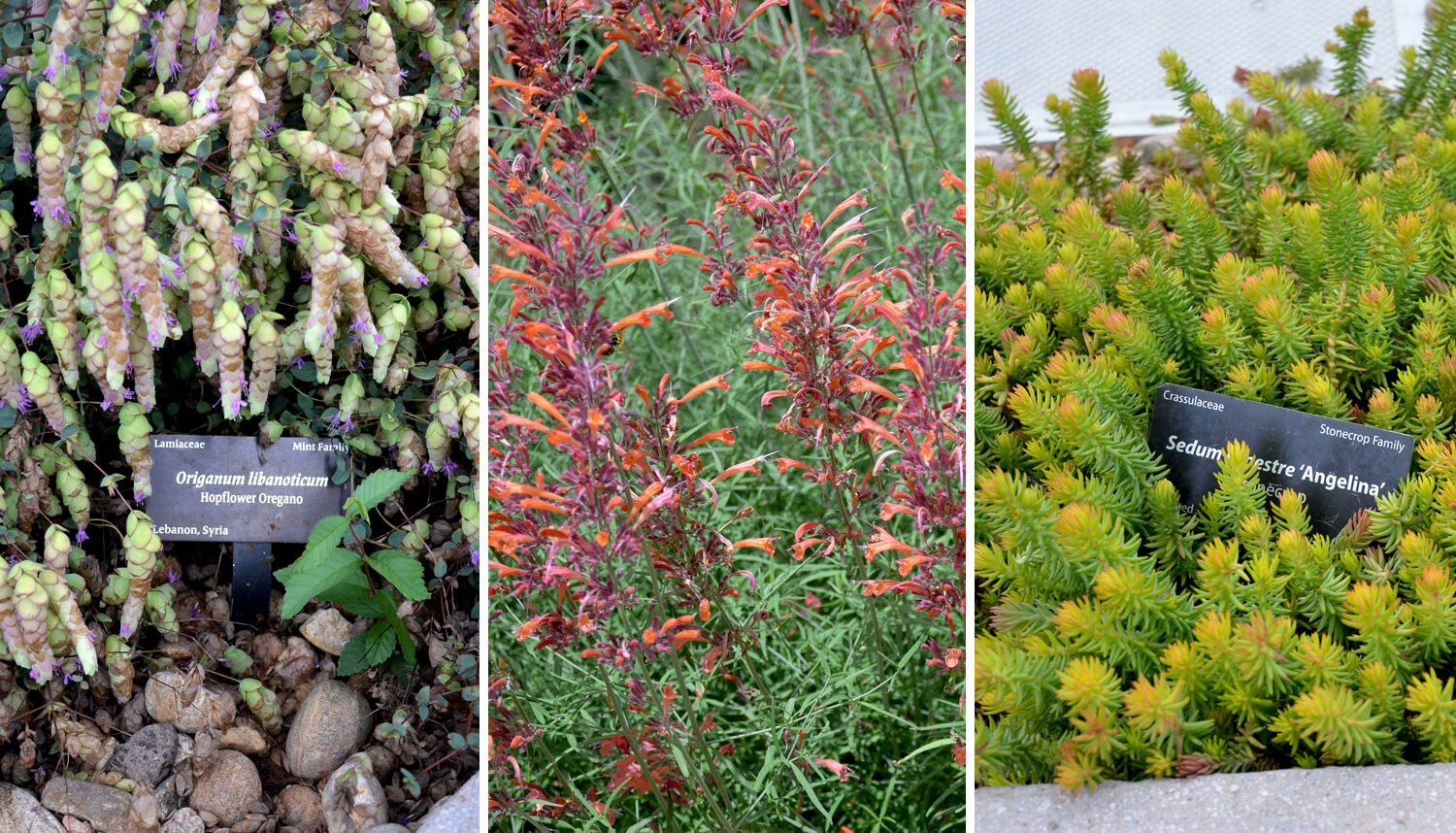 Three photos: First, a close up shot of a plant with a small plaque labeling it Hopflower Oregano. Second, a close up image of orange and pink flowers. Third, a close up image of a bristly sedum plant.
