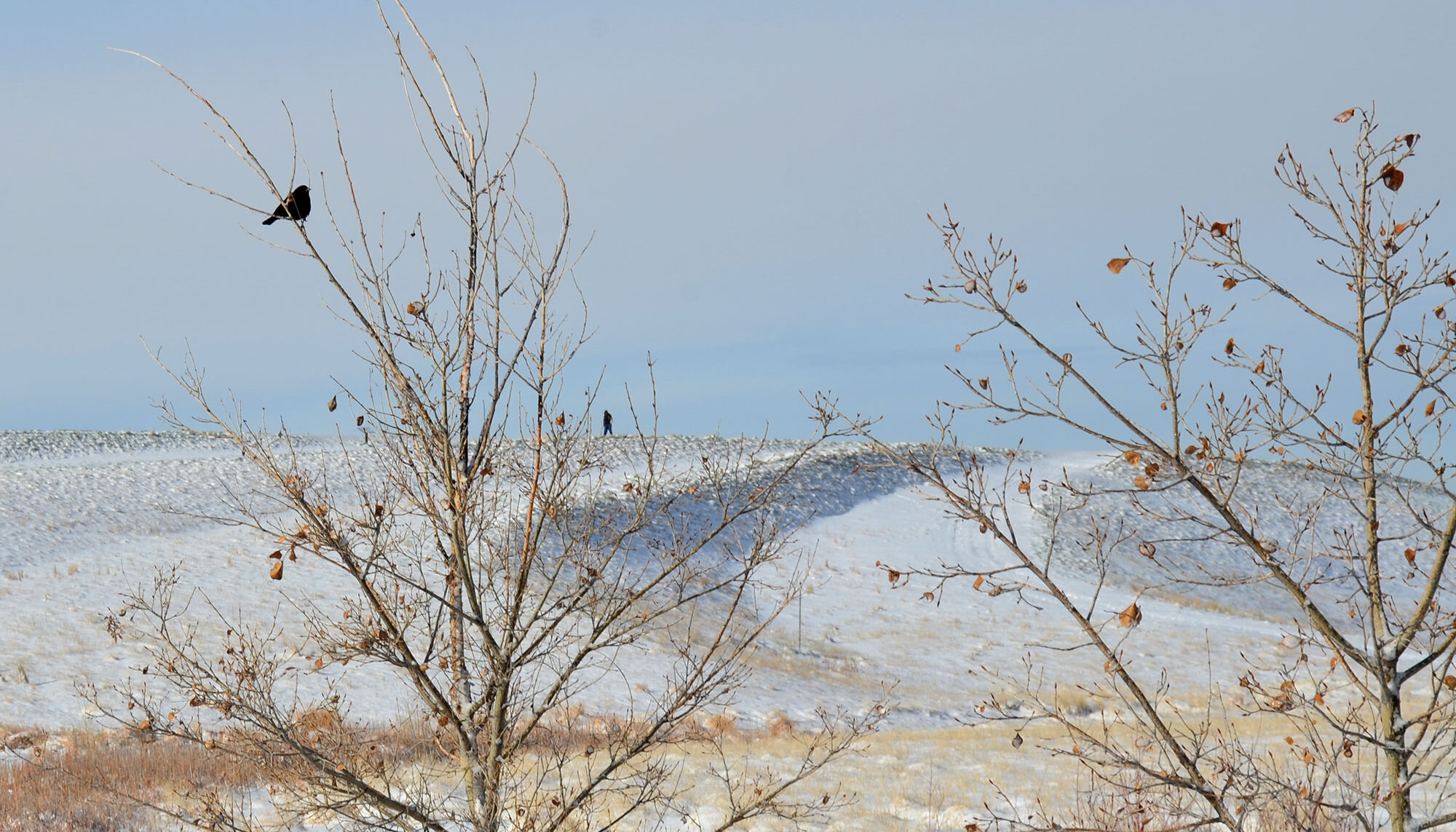 A Red Winged Black Bird perches in a bare tree with snow covered hills in the background.