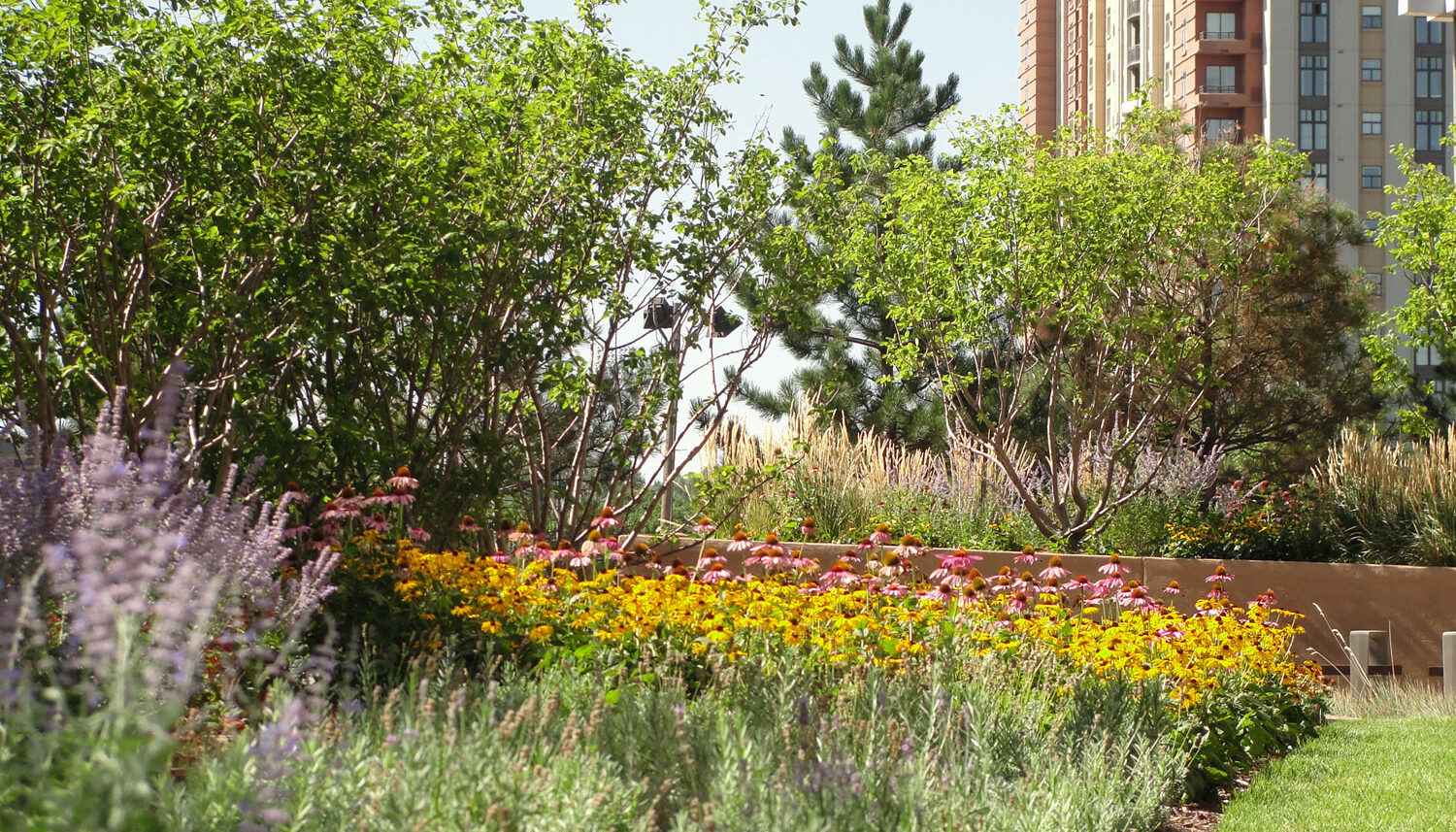 A landscape photo with purple flowers in the foreground, yellow and pink flowers in the middle, and ornamental trees in the background.
