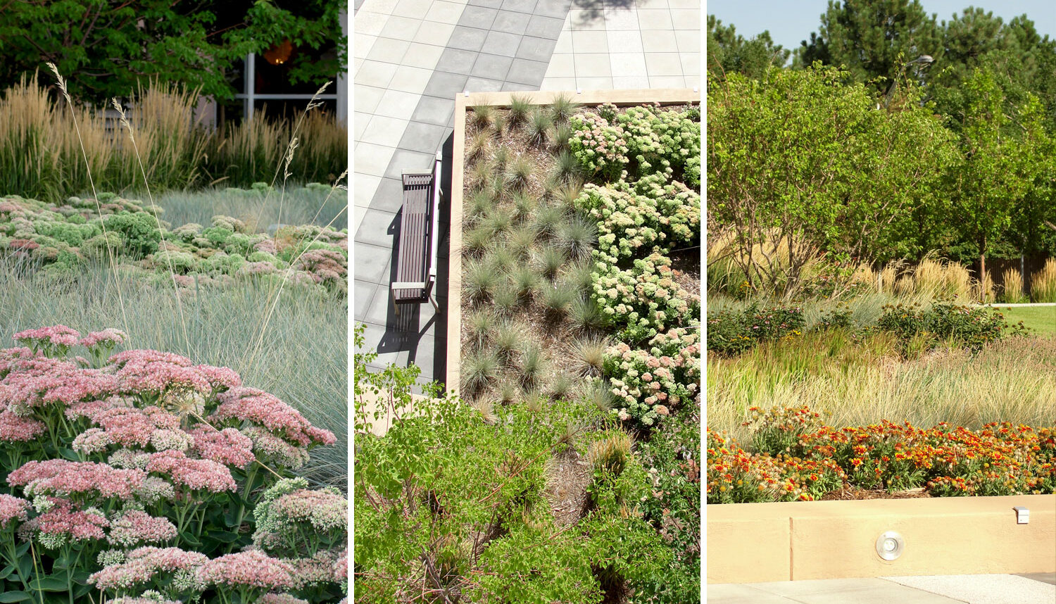Three images: First, pink sedum is set against a backdrop of grey-blue grasses. Second, an aerial view of a raised planter bed full of sedum and grasses contrasts with the paving of the plaza. Third, a raised planter holds red flowers, tan grasses, and green ornamental trees.