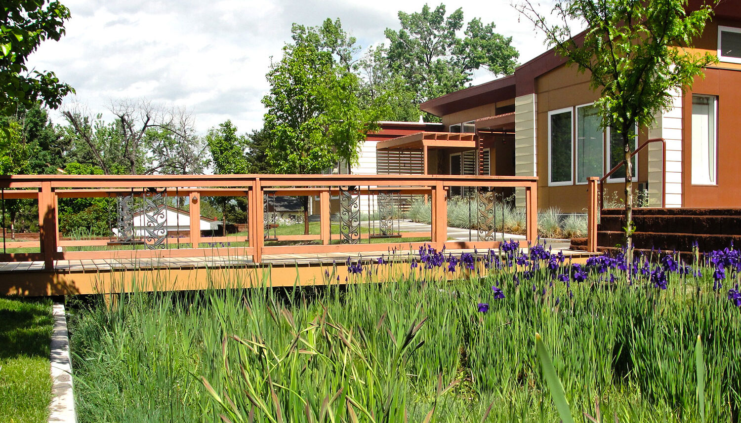 rain garden with purple irises and pedestrian bridge