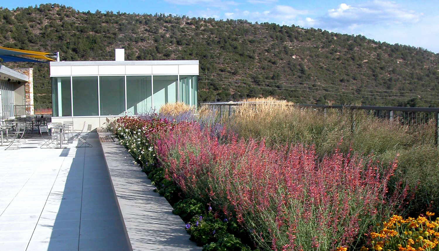 A photo of hyssop flowers in a planter with a seat wall.