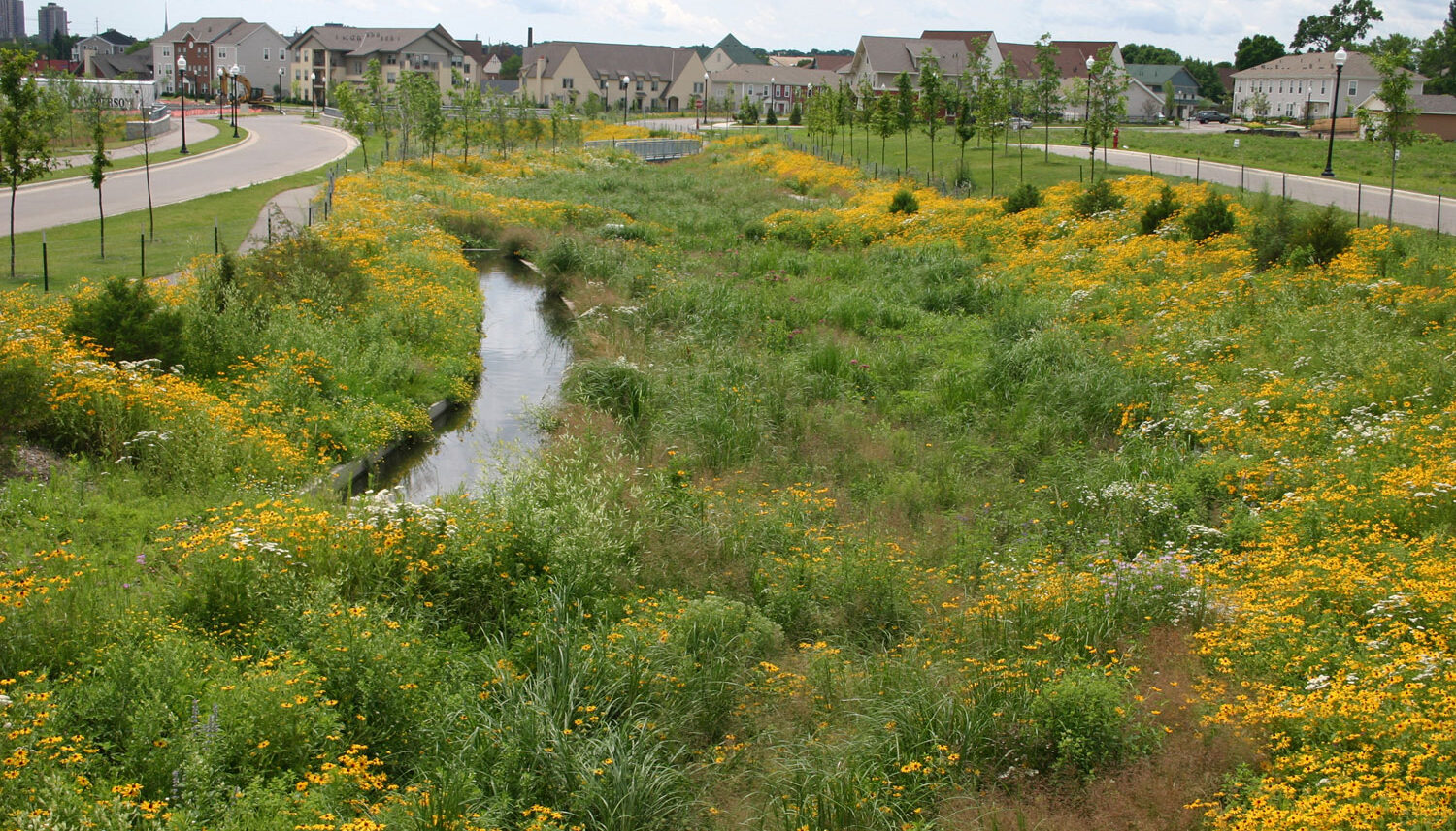 Between two roads, a large meadow, creek, and walking trails are in full bloom with yellow and white flowers.