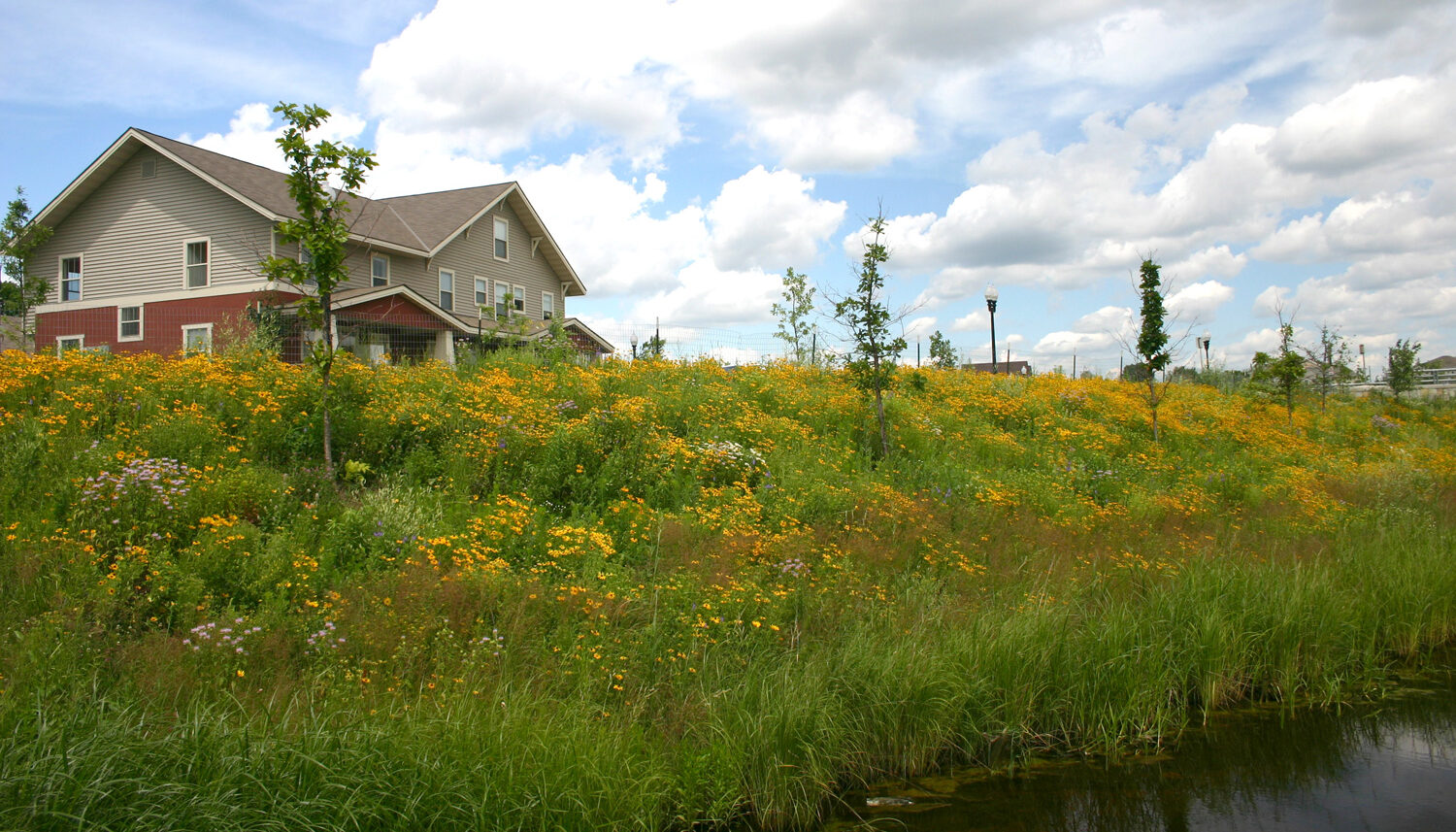 the river bank rises up approximately ten feet and is in bloom with yellow and white flowers.