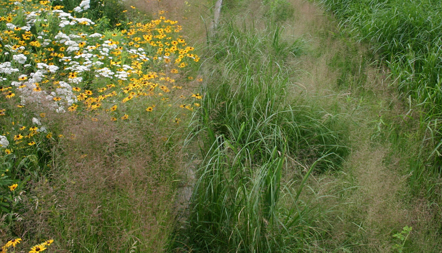 A close up photo of grasses, and flowers hide a concrete wall.