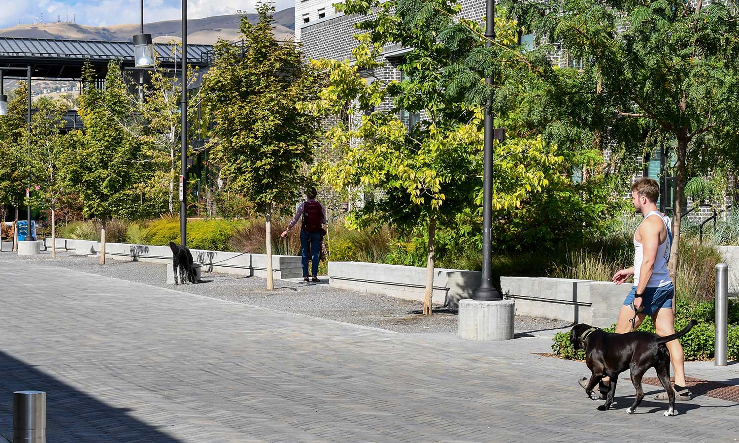 People walking their dogs along the Gale Stree woonerf midday in late September at the Post District.