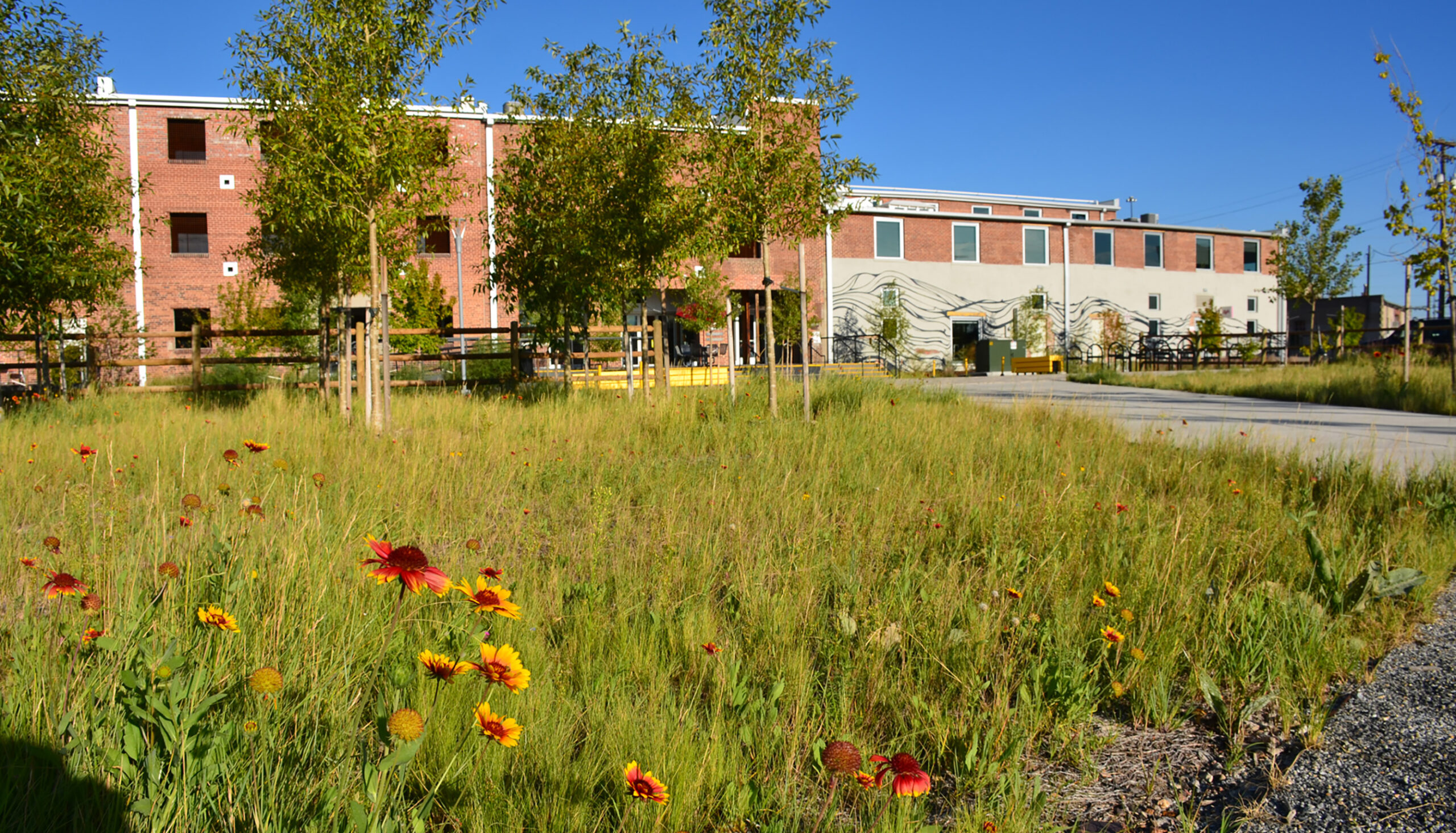wildflower meadow and water quality area adjacent to a concrete walk that takes visitors into the building