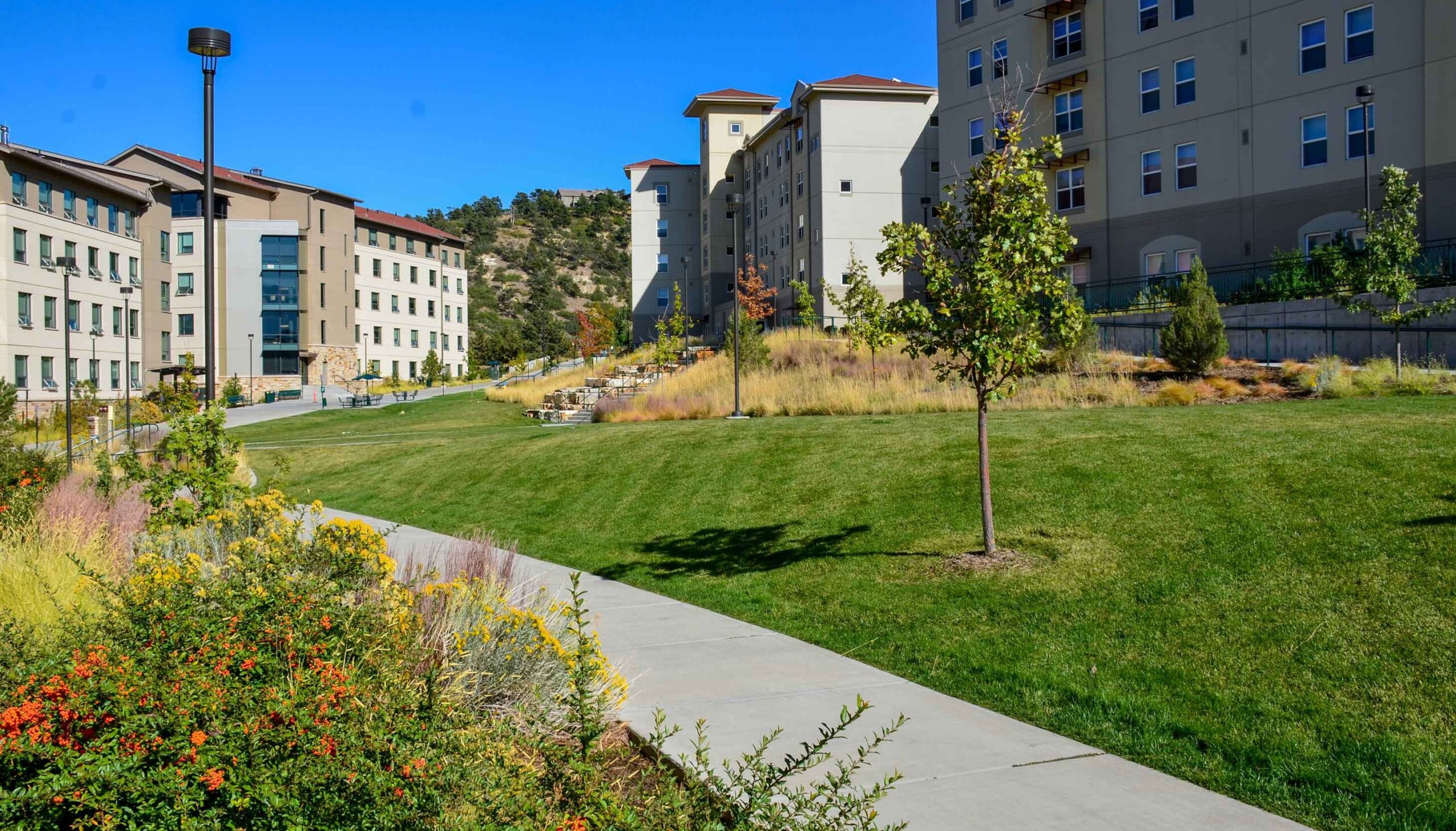 Turf lawn is framed by native grasses, shrubs, and trees as a typical pedestrian avenue through campus.